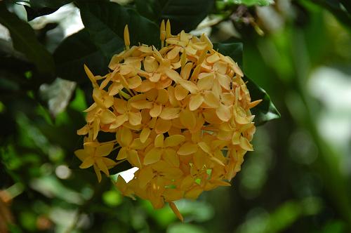Another Garden
